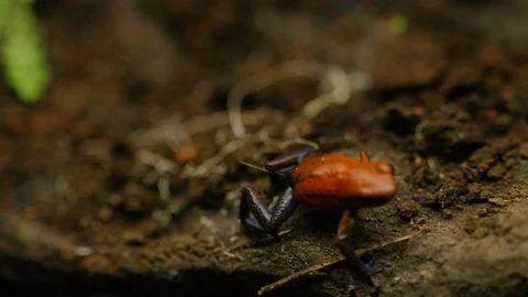 Close up of strawberry poison dart frog jumping on tree bark, Costa Rica Vidéo 123720934