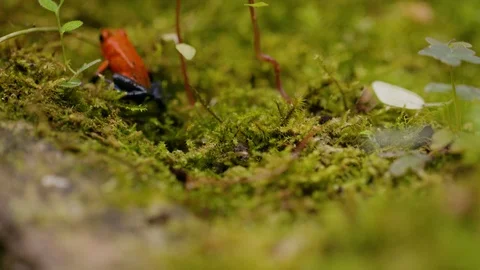 Close up of strawberry poison dart frog, walking on moss, Costa Rica Vidéo 123728486