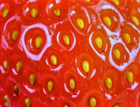 Close up strawberry surface with visible seeds showing natural fruit texture Stock Photos