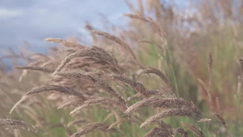 A close up on straws dancing in a gentle breeze Stock Footage 197105528