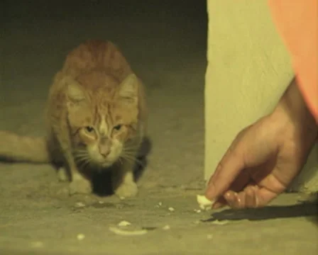 Close up of stray cat being fed Stock Footage