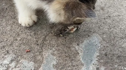 Close up of a stray cat eating fish head on the concrete street Stock Footage 335287542