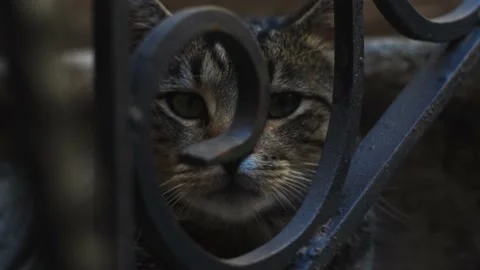 Close-up of a stray cat looking at the camera through a metal railing. Domestic Stock Footage 220669160