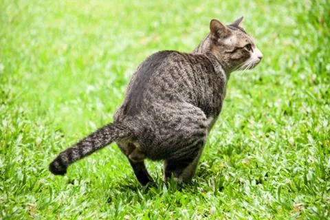 Close up stray cat take a pool on the green grass 写真素材