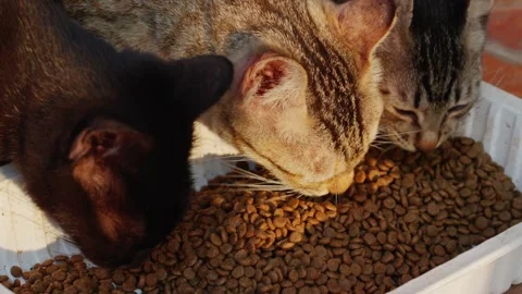 Close-up of a stray cat's head eating cat food Stock Footage 346357827