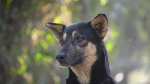 Close-Up of Stray Dog Face Outdoors  Emotional Animal Expression in Natural.. Stock Footage 331145972