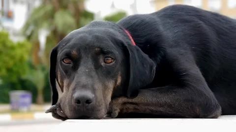 Close-up of stray dog lying on asphalt Stock Footage 260247897