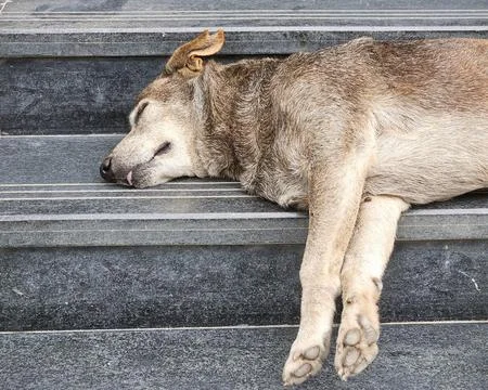 Close up of stray dog sleeping peacefully on stone steps in Bangalore Stock Photos