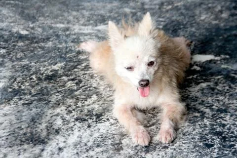 Close up stray dog on stone texture Stock Photos