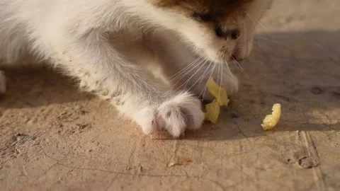 Close up of a stray kitten's paws playing with crumbs on a sunny concrete floor Stock Footage 133920747