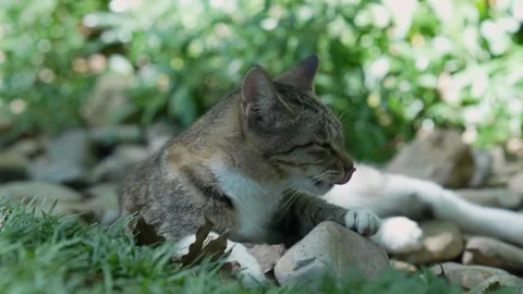 Close-up of a stray kitty trying to sleep (4K) Stock Footage 346656657