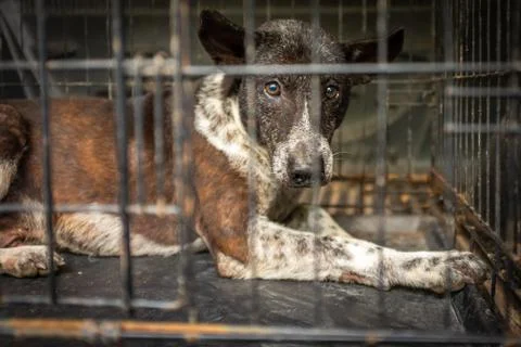 A close up of a stray street dog in Thailand in a crate awaiting medical trea Stock Photos