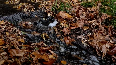 Close-up of a stream after the rain on the background of fallen leaves. Stock Footage 141923976