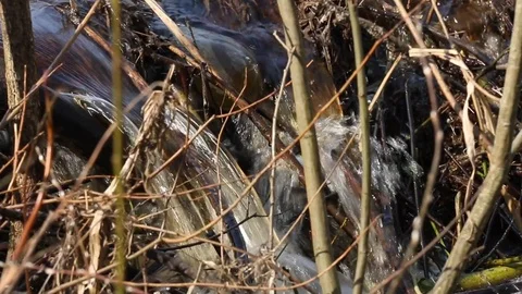 Close-up of a stream among the branches in a summer forest. Stock Footage 90012142