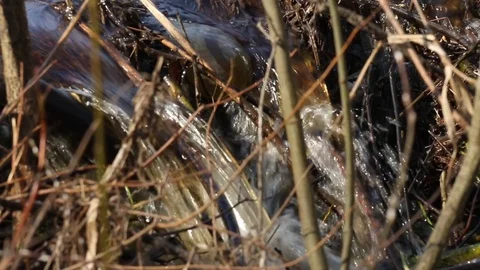 Close-up of a stream among the branches in a summer forest. Stock Footage 90012288