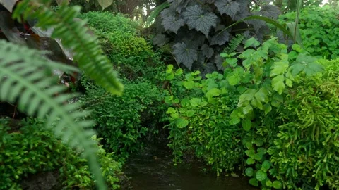 Close up stream and plant in botanical garden. Relax concept. Stockbeeldmateriaal 232966877