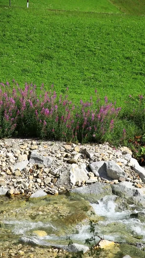 Close-up of stream and wild flowers in Dolomites, Italy 動画素材 284463085
