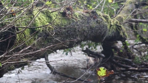 Close up Stream flowing around fallen tree Stock Footage 86174504