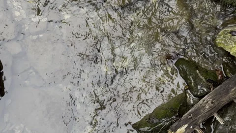 Close-up of a stream flowing into the stones and the throwing of a pine 動画素材 240892109