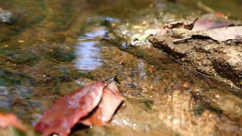 Close-Up of Stream Water Flowing Through Dry Leaves in Forest Stock Footage 337817926