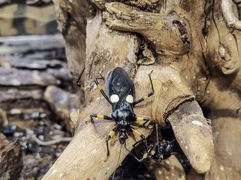 Close-up of a striking assassin bug with yellow markings on a textured tree.. Stock Photos