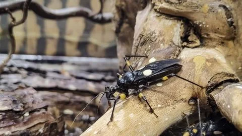 Close-up of a striking assassin bug with yellow markings on a textured branch Stock Photos