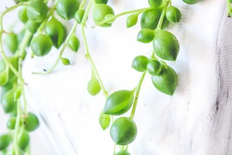 Close up on string of pearls plant Stock Photos