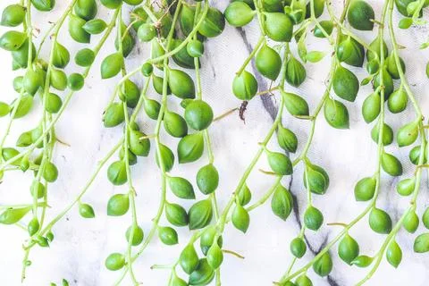 Close up on string of pearls plant Stock Photos