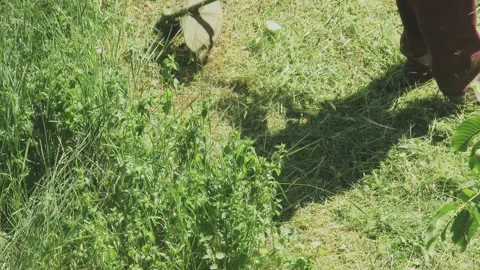 Close up of string trimmer cutting tall green grass on a sunny day. 動画素材 337411517