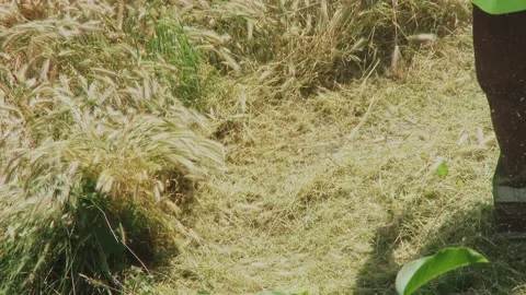 Close up of string trimmer mowing high ears of wild grass on a sunny day. 動画素材 337411585