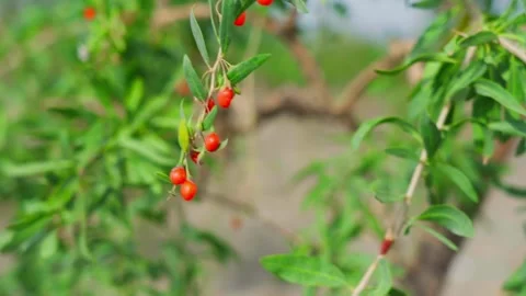 Close-up of strings of red wolfberries / Goji in the field Stock Footage 306473966