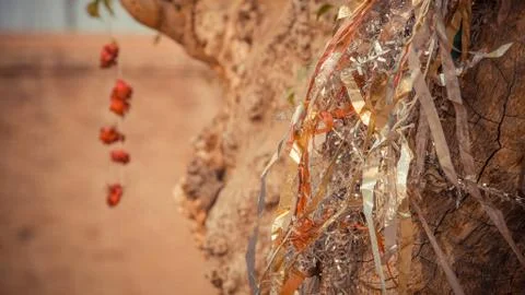 A close up of strings on tree Stock Photos