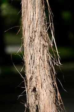Close-up of stringy fibrous tree bark on a trunk outdoors Stock Photos