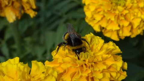 Close-up of striped bumblebee Bombus lucorum on orange Tagetes flower Stock Footage 98387828