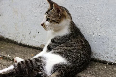 Close up of a striped cat Stock Photos