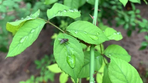 Close-up of striped housefly on green leaf Stock Footage 263196334