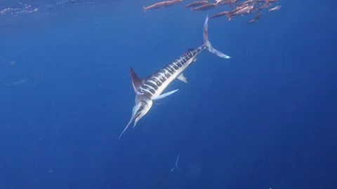 Close Up Striped Marlin Hunting Bait Ball with Sea Lion Background Stock Footage 340114820