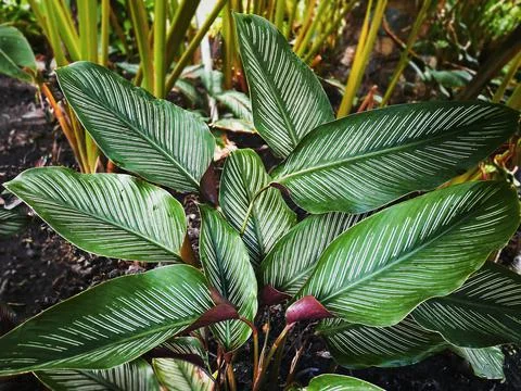 Close-up Striped Pattern Leaf Plants at the Garden Foto stock
