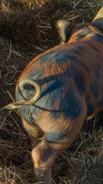 Close-up of a Striped Pig's Curly Tail and Hindquarters on a Farm Stock Photos