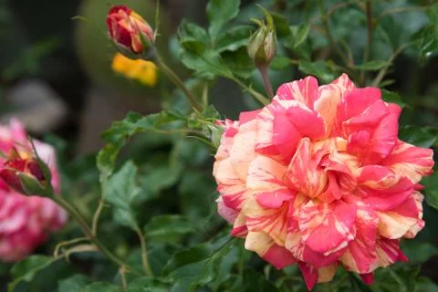 Close-up of a striped rose. Delicate pink and cream colors. Rose in the garde Stock Photos
