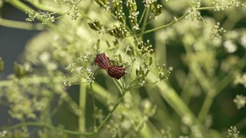 Close up of striped shield bugs Graphosoma italicum mating on umbellifer plants Stock Footage 336260548