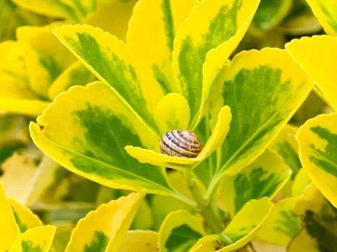 Close up of a striped snail shell resting on bright yellow and green variegat 写真素材