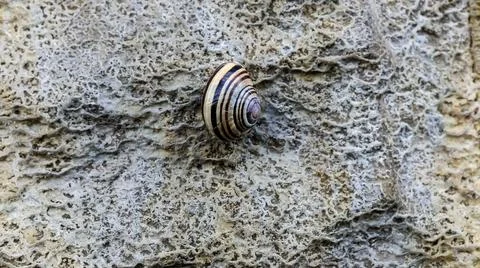Close-up of a striped snail shell resting on a textured stone surface Stock Photos
