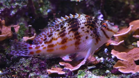 Close up of striped spike fish Video stock 233443755