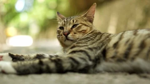 Close-up of a striped stray cat staring at the camera as it lies down on the Stock Footage 341343044