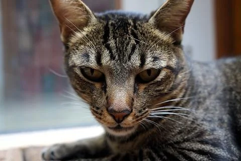 Close-up of striped tabby cat Stock Photos