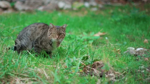 Close up of a striped tabby cat sitting calmly in tall green grass and staring Stock Footage 320561098