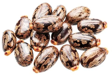 Close-up of striped tiger nuts on white background Stock Photos