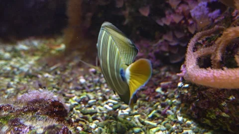 Close up of a striped tropical angle fish Stock Footage 251759676