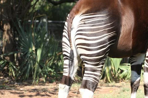 Close up of the stripes of an okapi standing Stock Photos